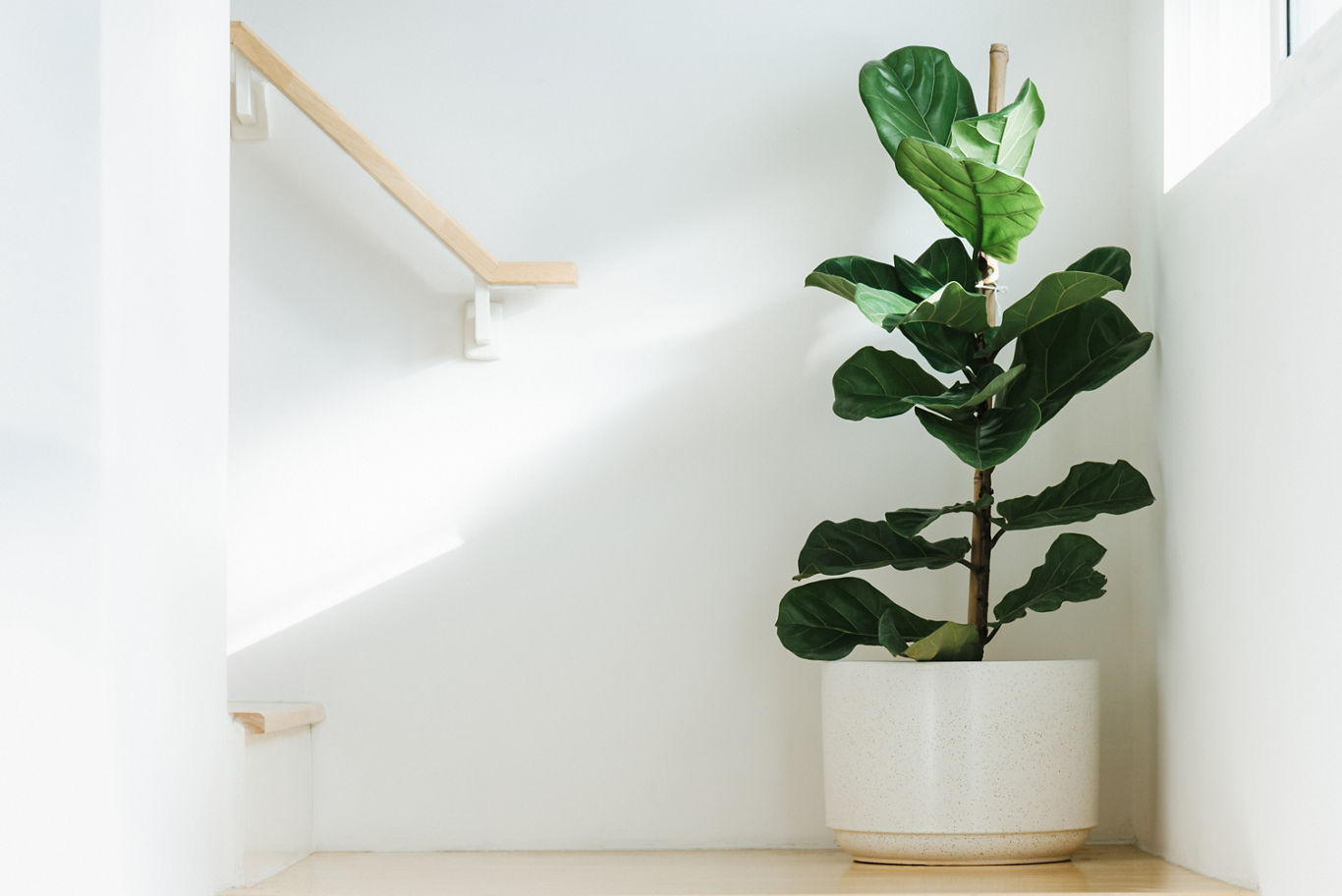 Leafy Green Plant in Sunlight | Blog | Greystar